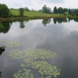 A pastoral view at Fahnestock State Park. Photo by Daniel Chazin.