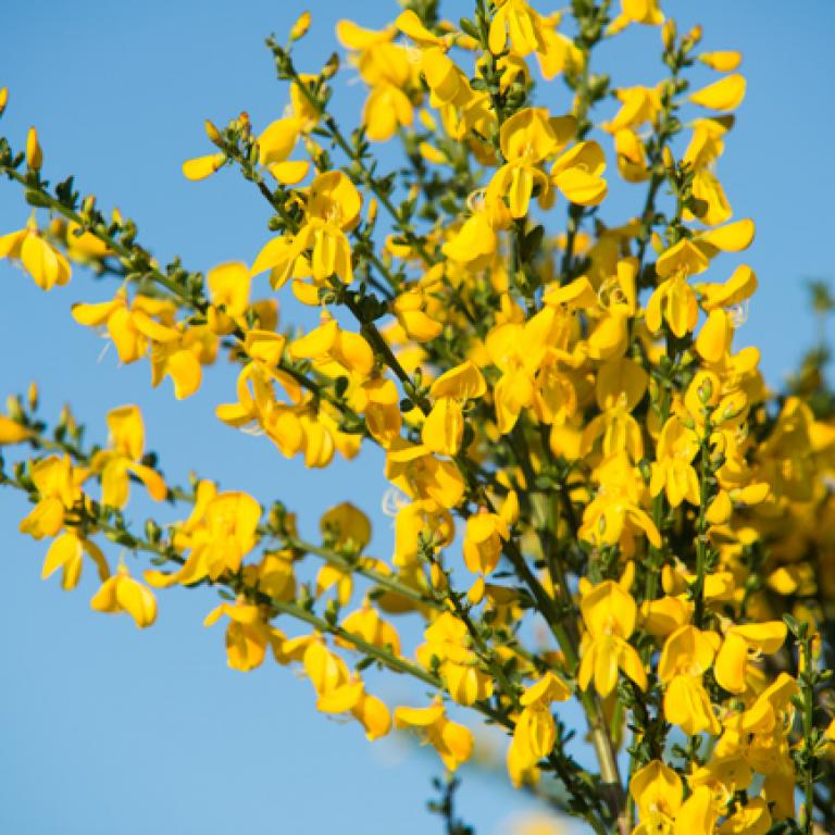 Scotch Broom