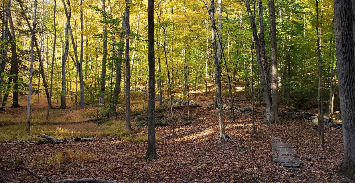 Woodlands Legacy Fields Park