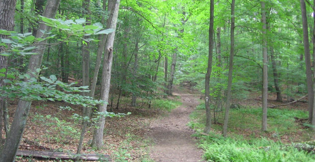 Along the Brown Dot Trail Photo: Jane Daniels