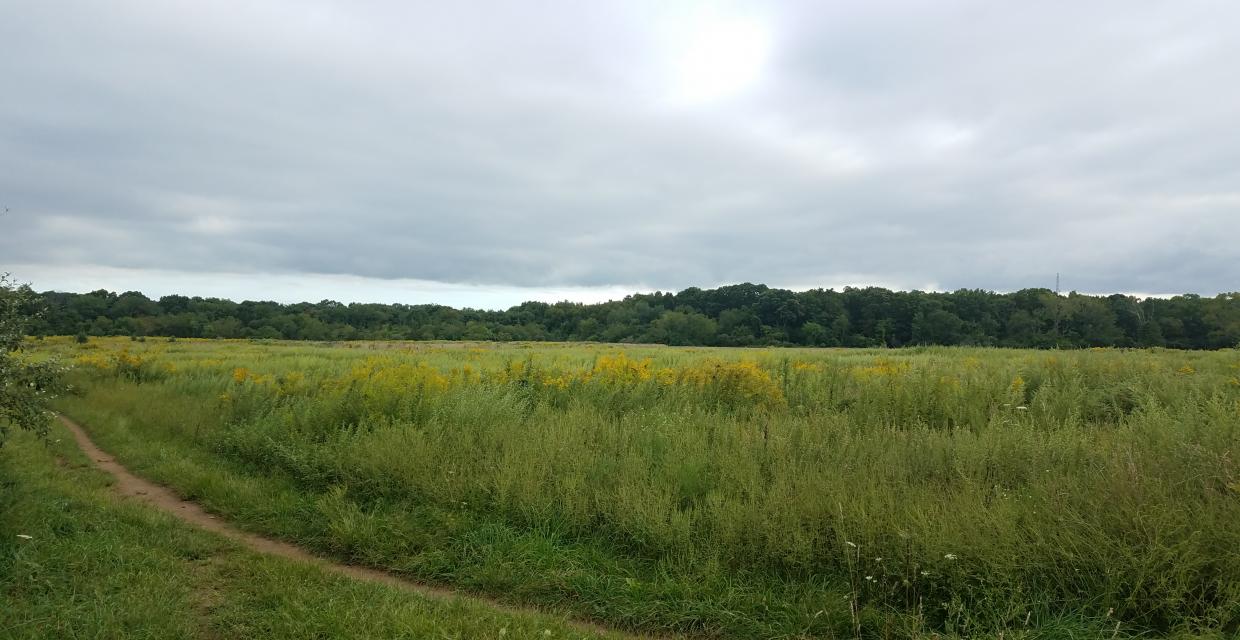 Stillwell Woods Preserve - Photo by Jonah Sanders