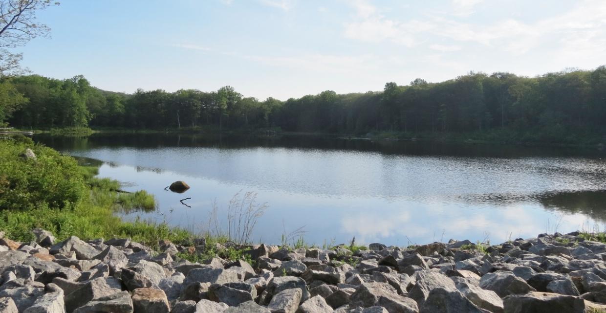 View of Saffin Pond - Photo credit: Daniela Wagstaff