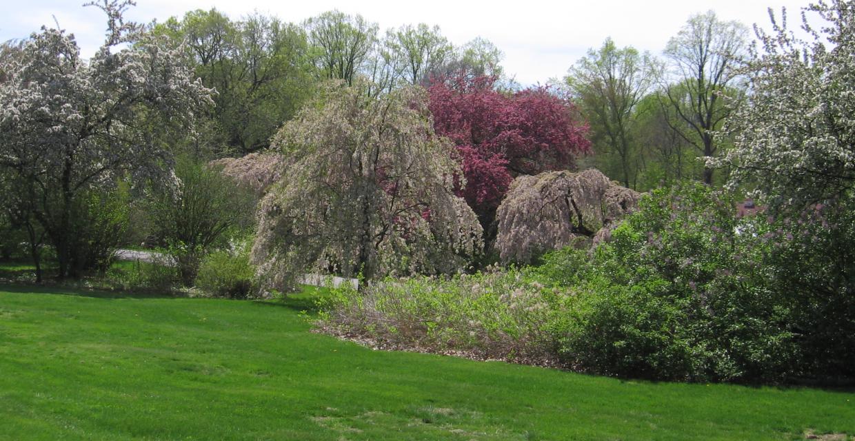 Flowering trees Photo:Jane Daniels