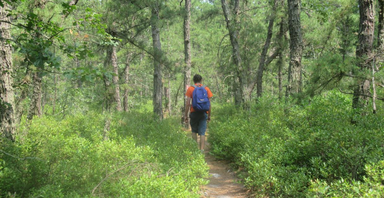 Along the Batona Trail in Wharton State Forest - Photo by Daniel Chazin