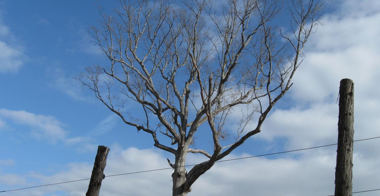 A tree without leaves set against the sky with clouds Photo:Jane Daniels