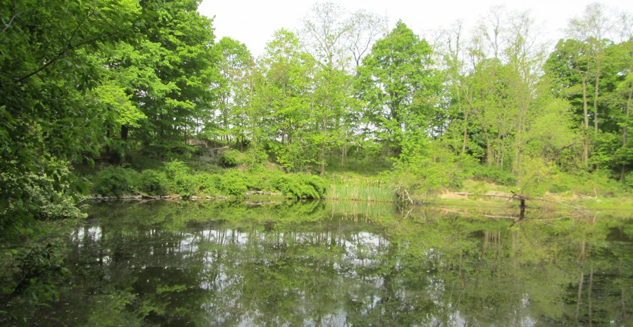 Reflections in the pond Photo: Jane Daniels