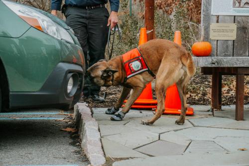 Conservation dogs spotted lanternfly car search. Photo by Arden Blumenthal.