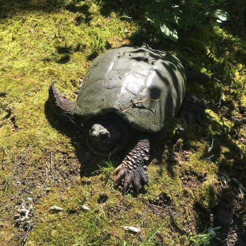 Snapping Turtle. Photo by Alex McClain.