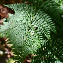 Fern. Photo by Heather Darley.