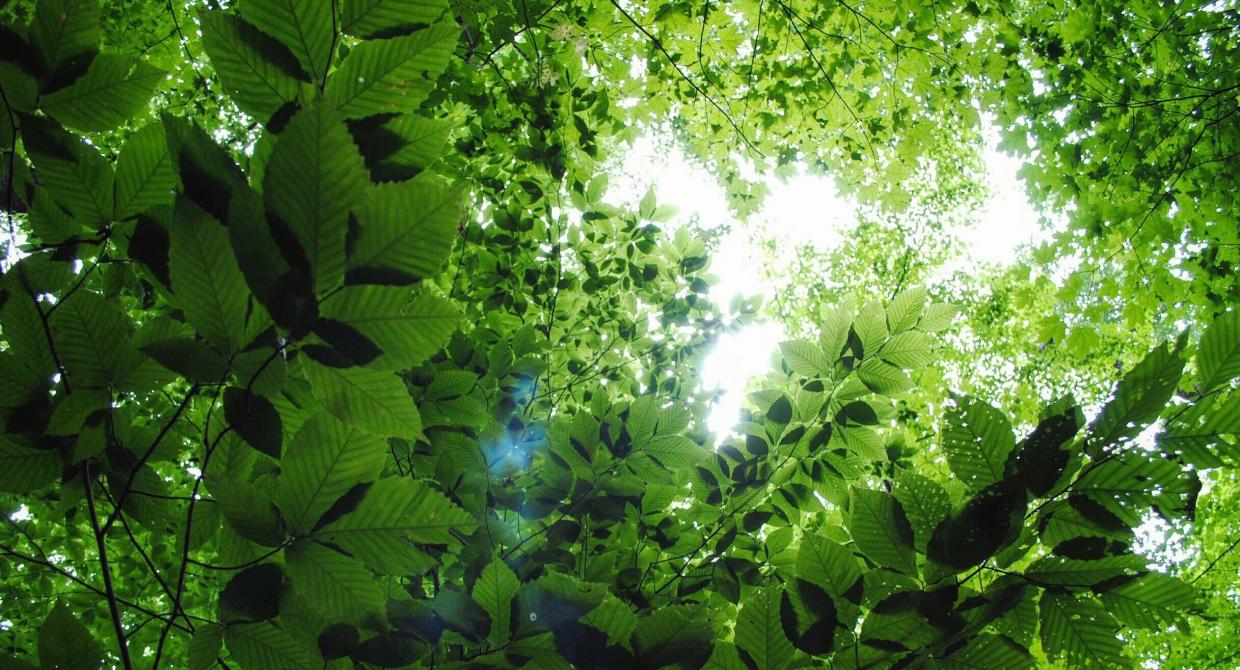 Green Canopy. Credit: Heather Darley/New York-New Jersey Trail Conference