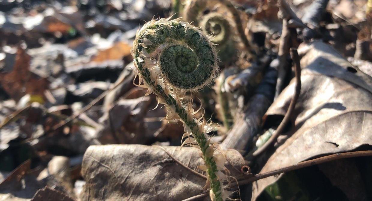 Fiddlehead. Photo by Heather Darley.