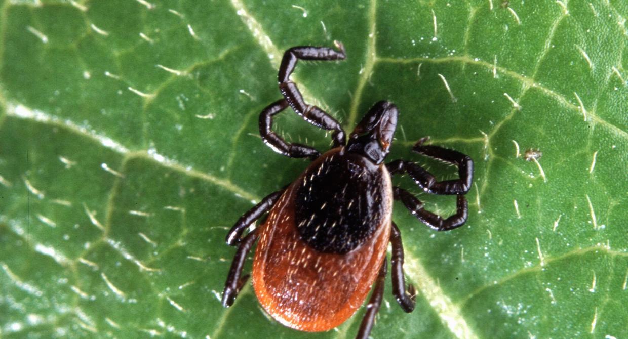 Deer Tick on a Green Leaf. Photo by Scott Bauer