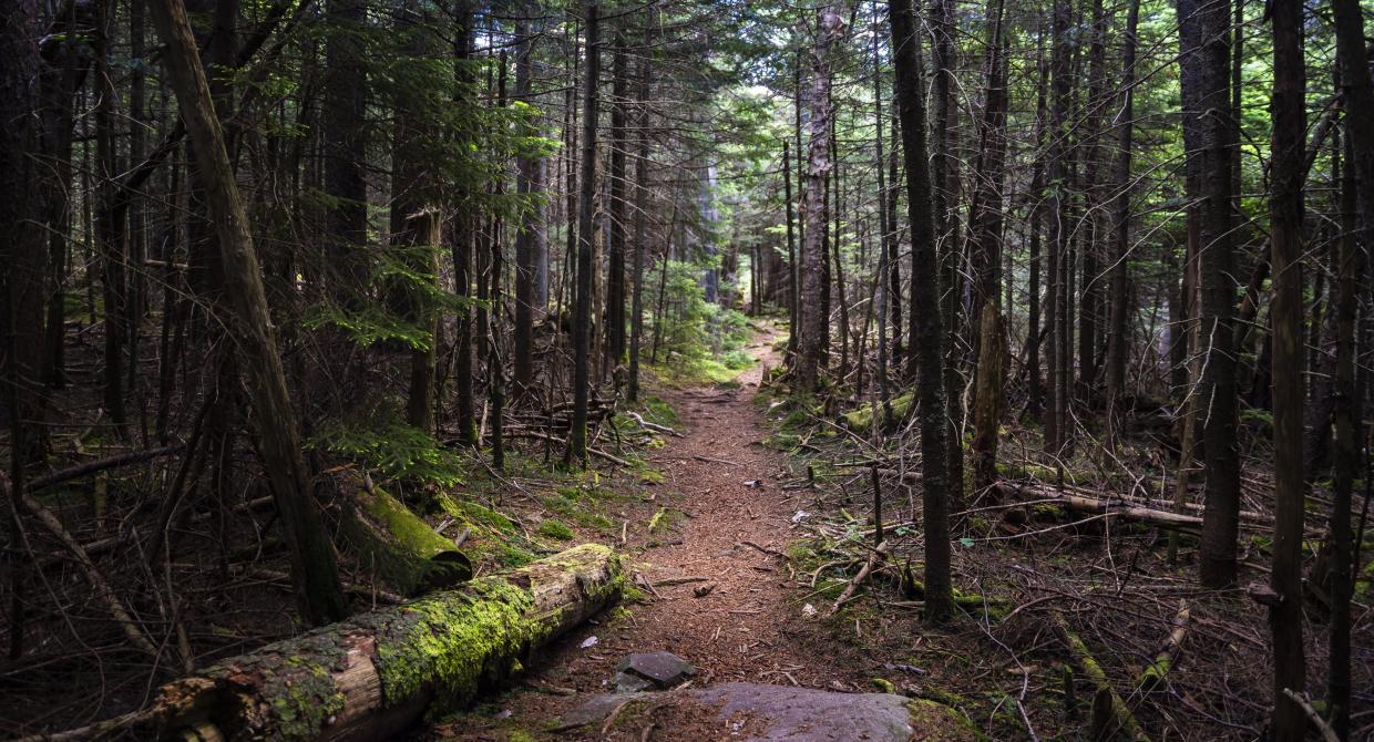 Catskill Trail. Photo by Steve Aaron.