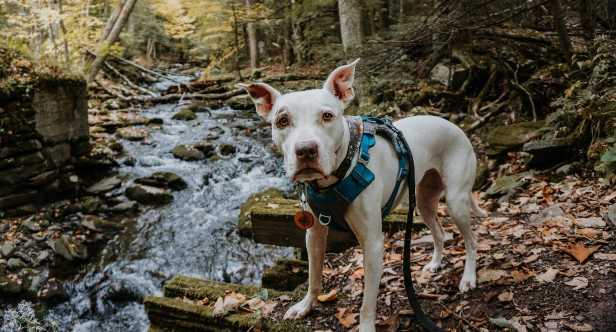 Skipper. Photo by Arden Blumenthal.