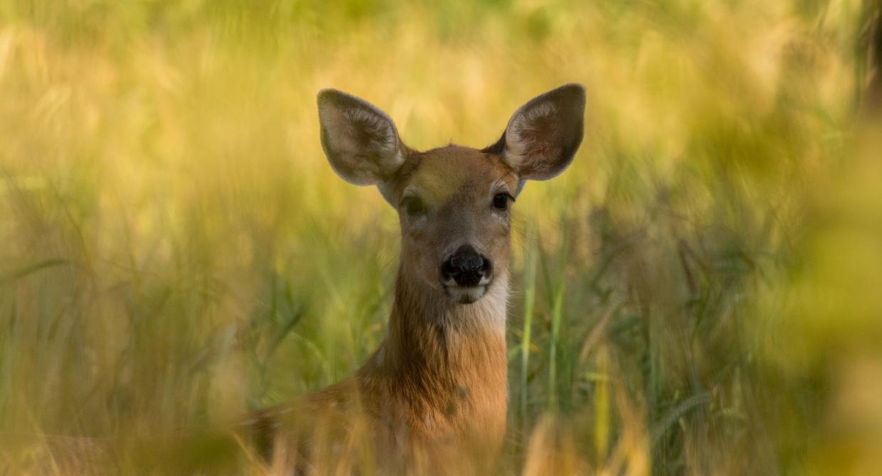 Deer. Photo by James Hammond.