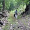 Along T-T Trail on route of railway - Dunderberg Spiral Railway/Bald Mountain Loop - Harriman-Bear Mountain State Parks - Photo: Daniel Chazin