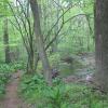 Along the Jackson Brook Trail in Hedden County Park - Photo credit: Daniel Chazin