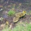 Four goslings Photo: Jane Daniels