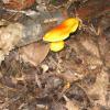 Mushroom by a log Photo:Jane Daniels