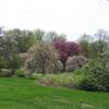 Flowering trees Photo:Jane Daniels