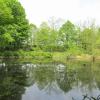 Reflections in the pond Photo: Jane Daniels