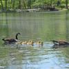 Keeping your goslings in a row Photo: Jim Simpson