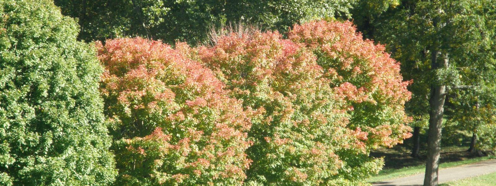 Maple trees just beginning to turn colors Photo Jane Daniels