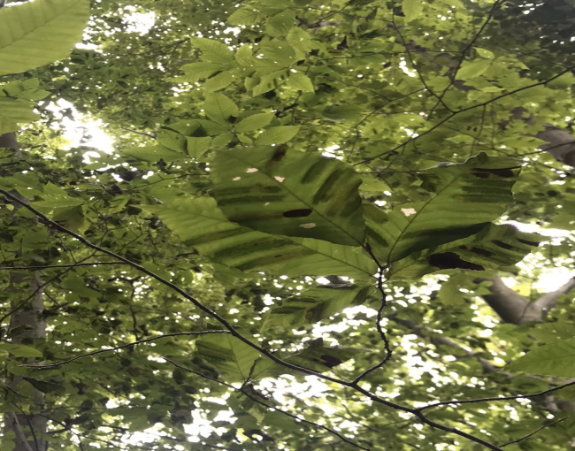 Beech Leaf Disease. Photo by John Zeiger of Westchester Land Trust.