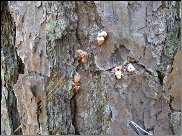 Tree infested with southern pine beetles.