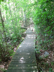 Boardwalk along Yellow and Blue Trails. Photo by Daniel Chazin.