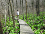 Boardwalk crossing the wetland along the Coles Kettle TrailI. Photo by Daniel Chazin.