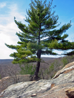 Large pine at second viewpoint. Photo by Daniel Chazin.