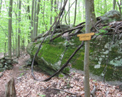 Lichen Ledge. Photo by Jane Daniels.