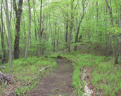 Woods road near the entrance. Photo by Jane Daniels.