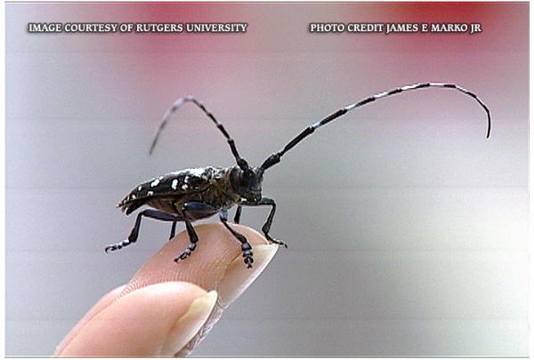 Asian Long-horned Beetle