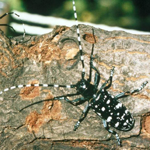 Asian long-horned beetle.