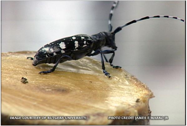 Asian Long-horned Beetle