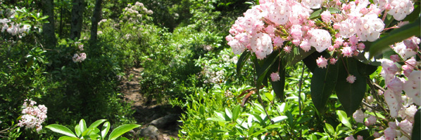 Hiking trail through laurel at Minnewaska State Park Preserve.