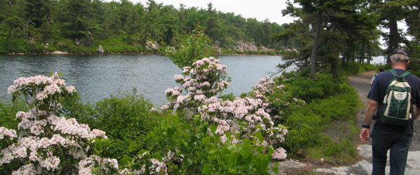 Laurel at Lake Awosting, Minnewaska State Park Preserve