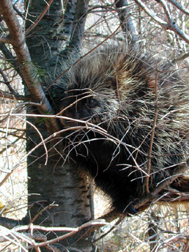 porcupine