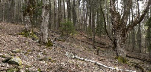 woods in Schoharie County