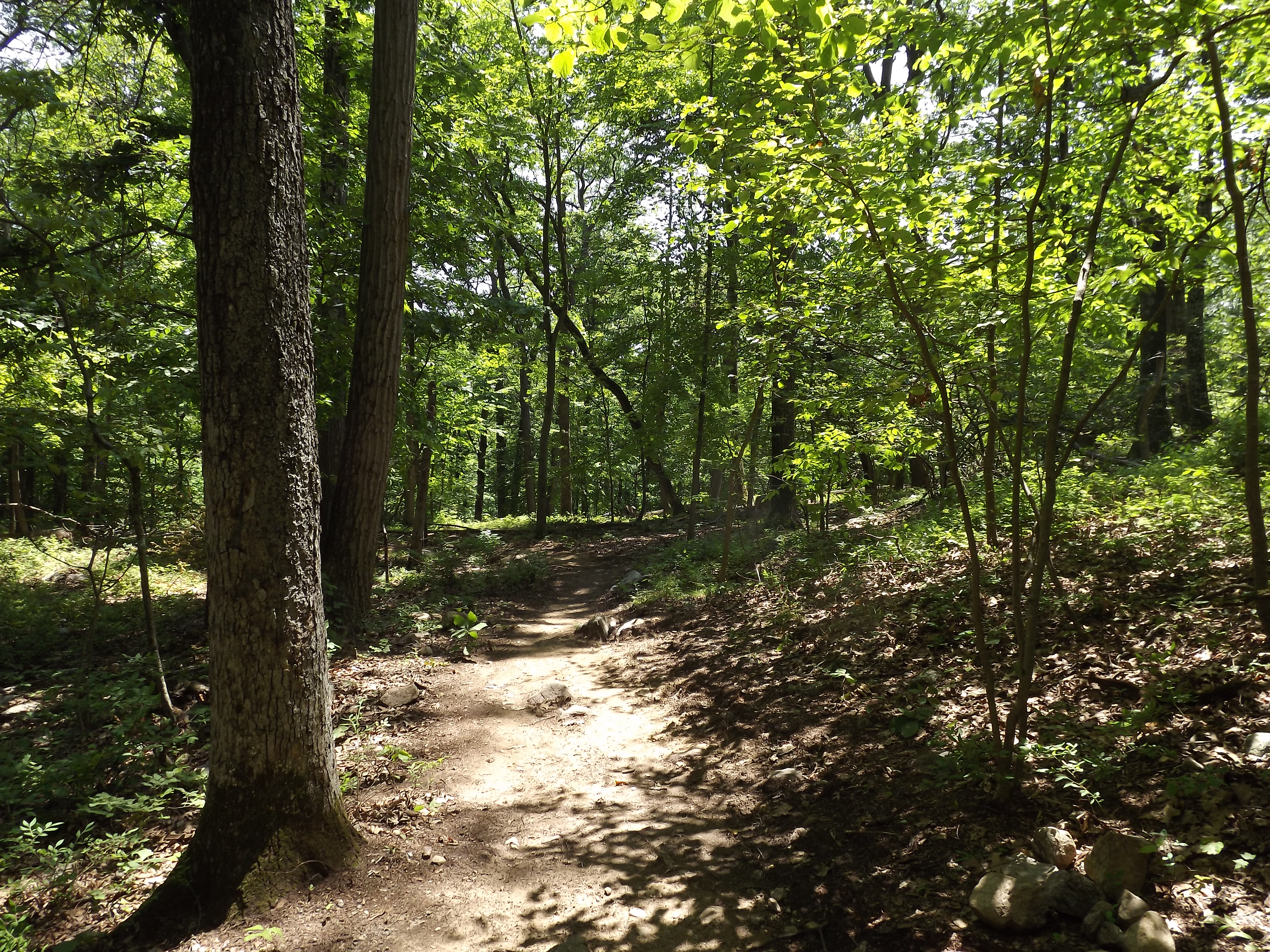 The Red Back Trail in Sterling Forest State Park. Photo by Erik Mickelson.