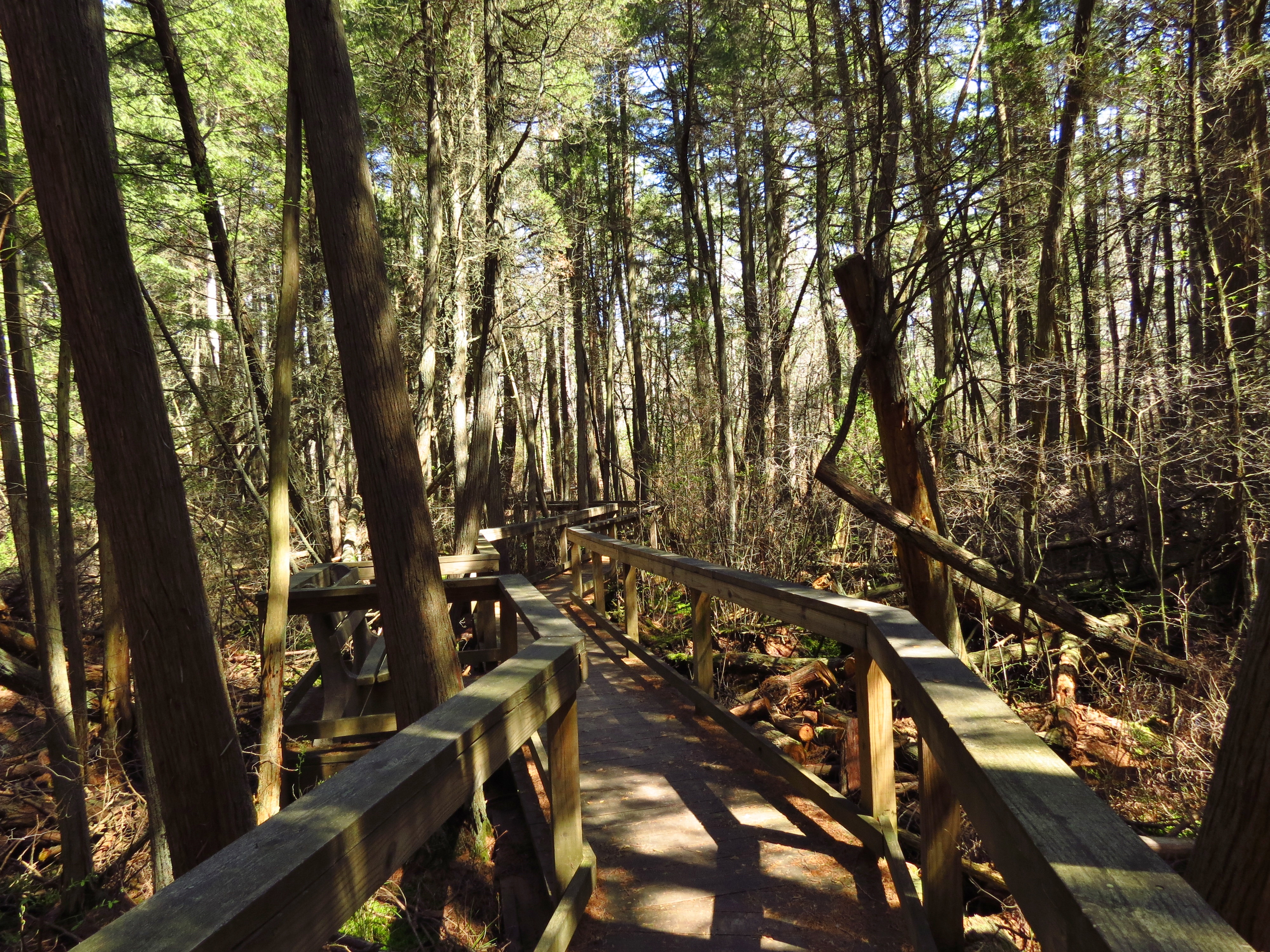 Bass River State Forest - Boardwalk across the white cedar bog - Photo by Daniela Wagstaff