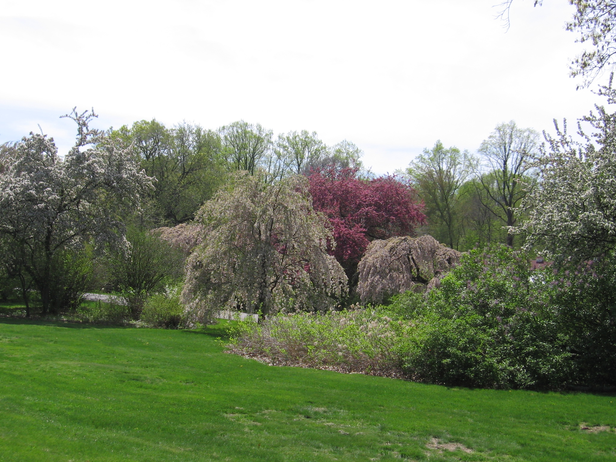 Flowering trees Photo:Jane Daniels