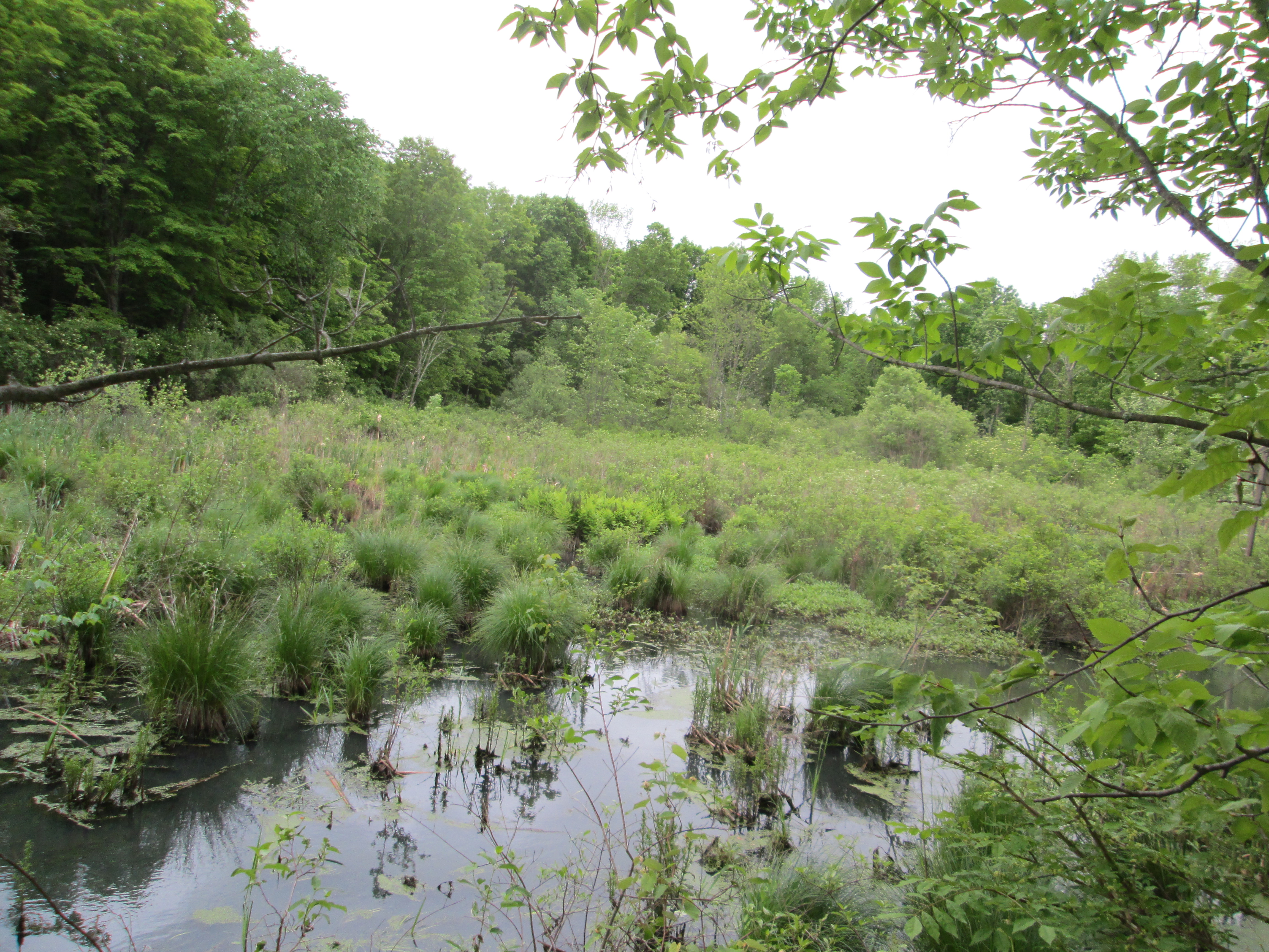 Wetlands in Yorktown Photo: Jane Daniels
