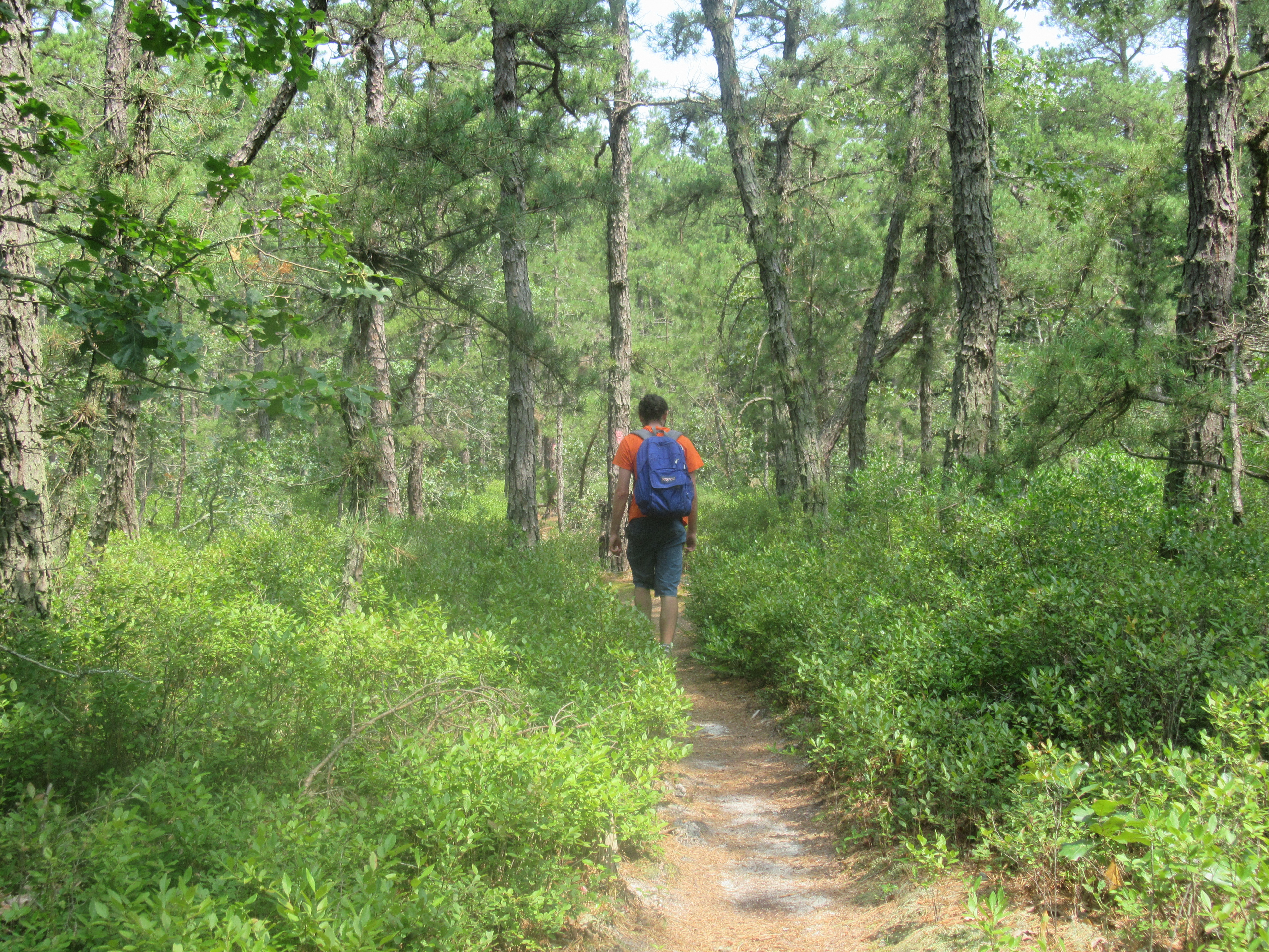 Along the Batona Trail in Wharton State Forest - Photo by Daniel Chazin