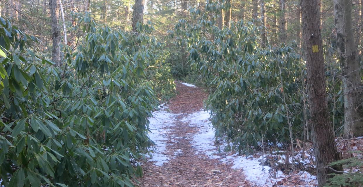 Rhododendron along the Double Pond Trail - Photo by Daniel Chazin