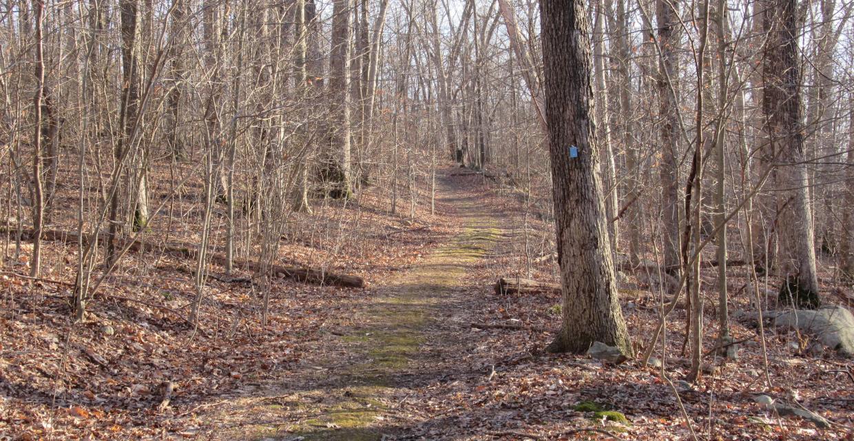 Manor Trail in Ringwood State Park. Photo by Daniel Chazin.