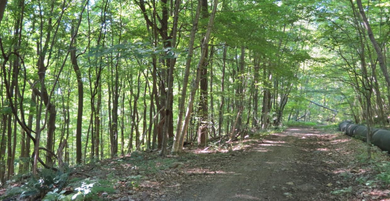 Along an abandoned railbed - Photo credit: Daniela Wagstaff