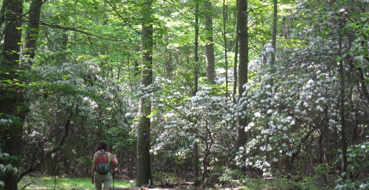 Hiking through laurel at Ward Pound Ridge Reservation - Photo: Jane Daniels